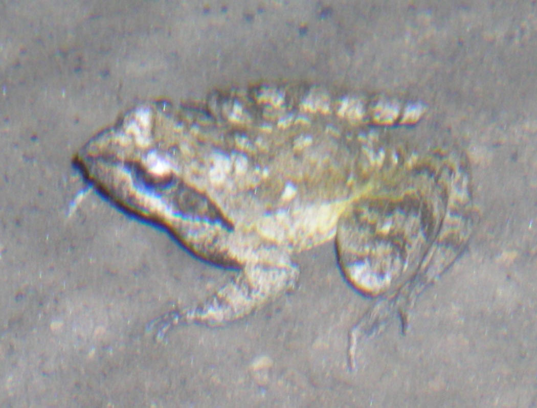 Rana italica